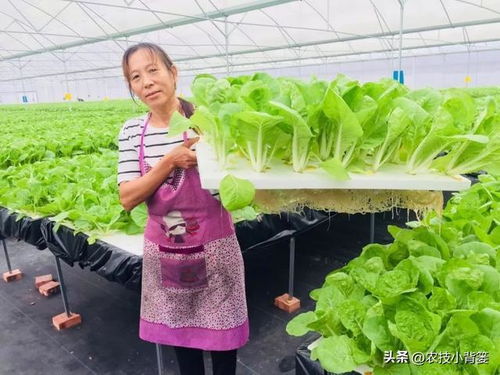 蔬菜水培并不难,掌握种植技巧很简单 如何才能种好水培蔬菜