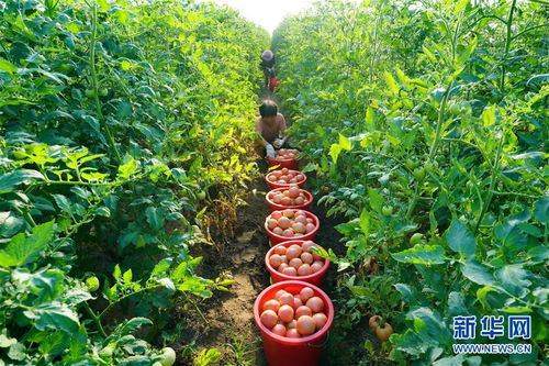 河北滦州 高效设施蔬菜种植促增收