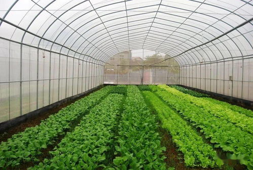 高州大坡投资5千万在库区建养生蔬菜种植及加工项目